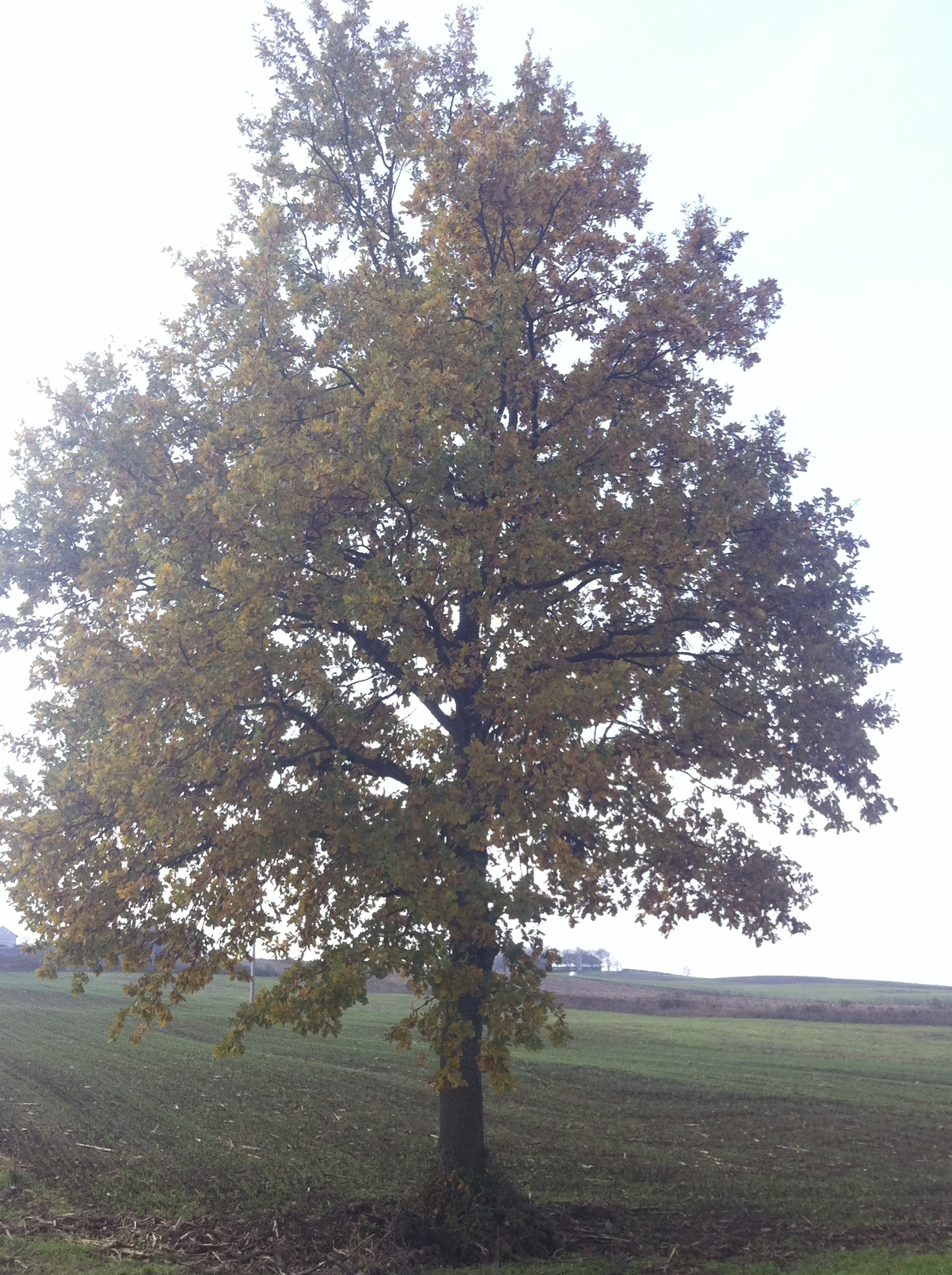 sloboda